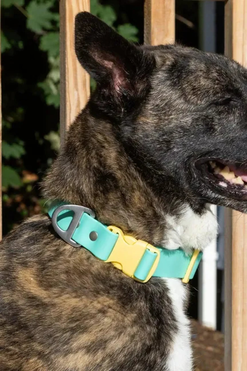 All-Weather Collar