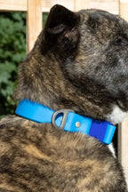 All-Weather Collar