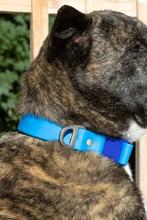 All-Weather Collar