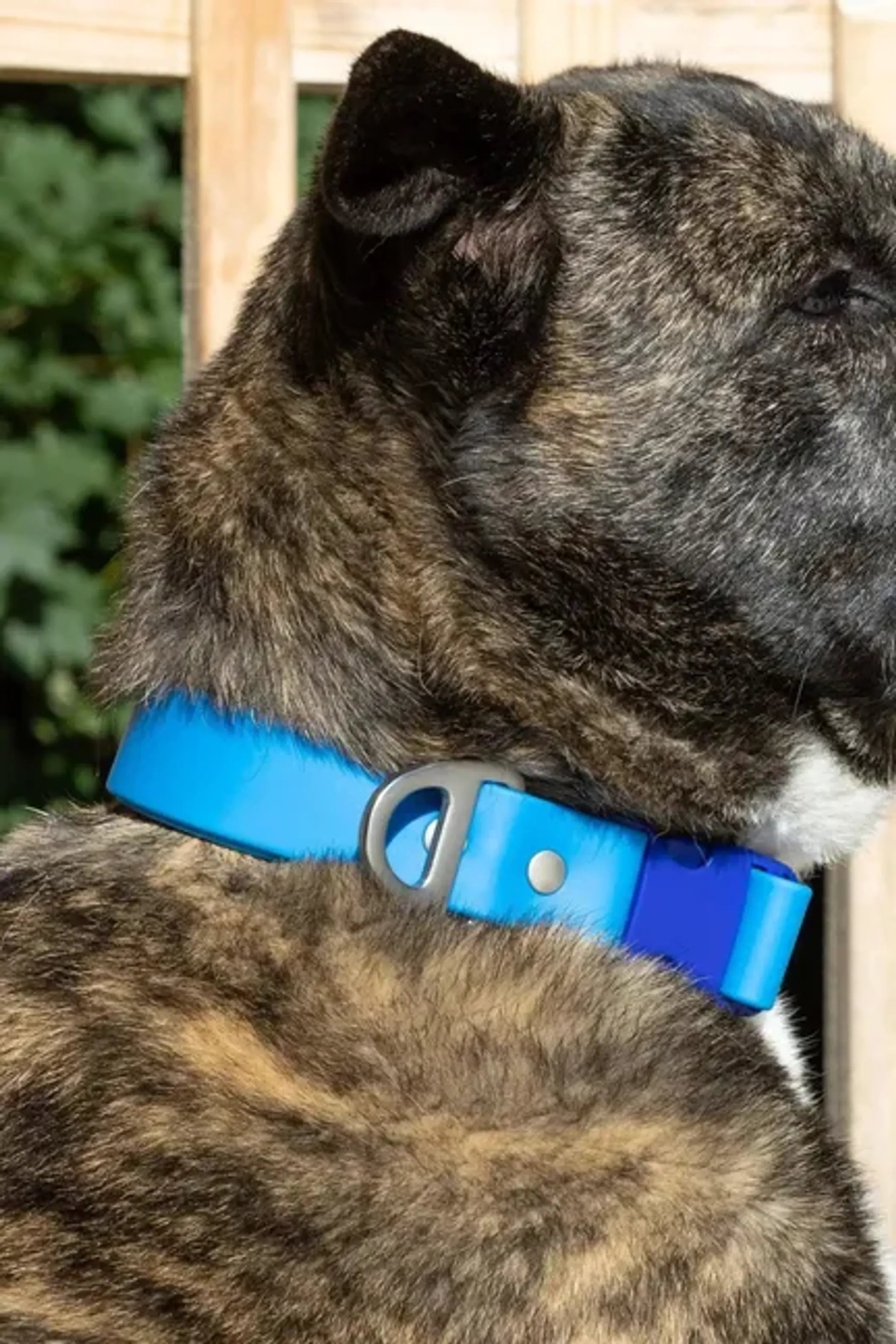 All-Weather Collar