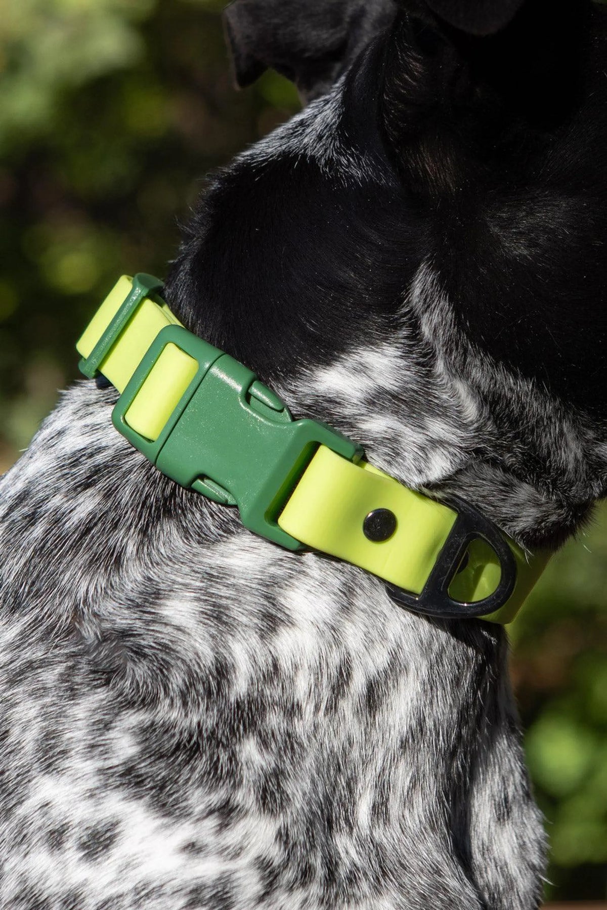 All-Weather Collar
