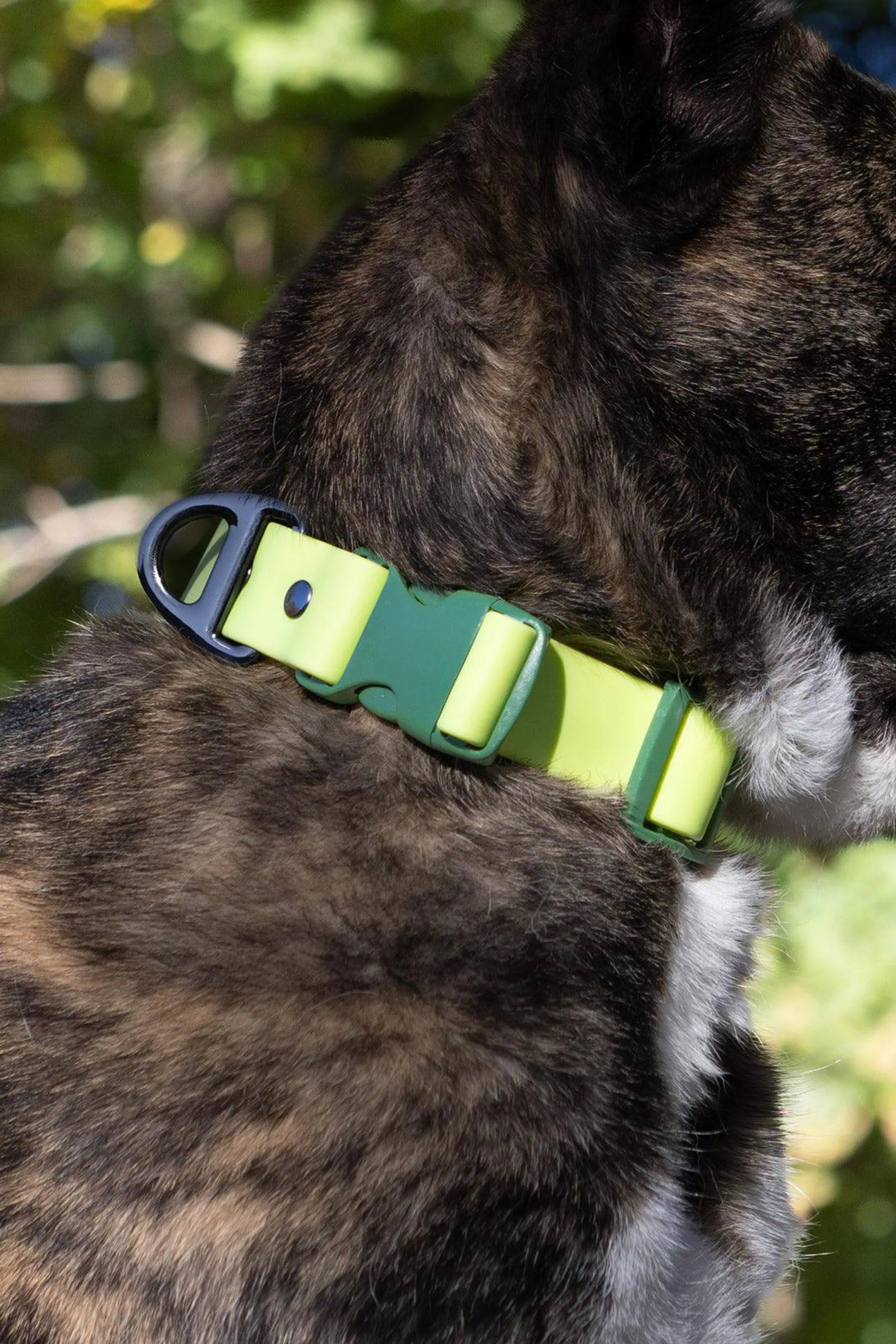 All-Weather Collar