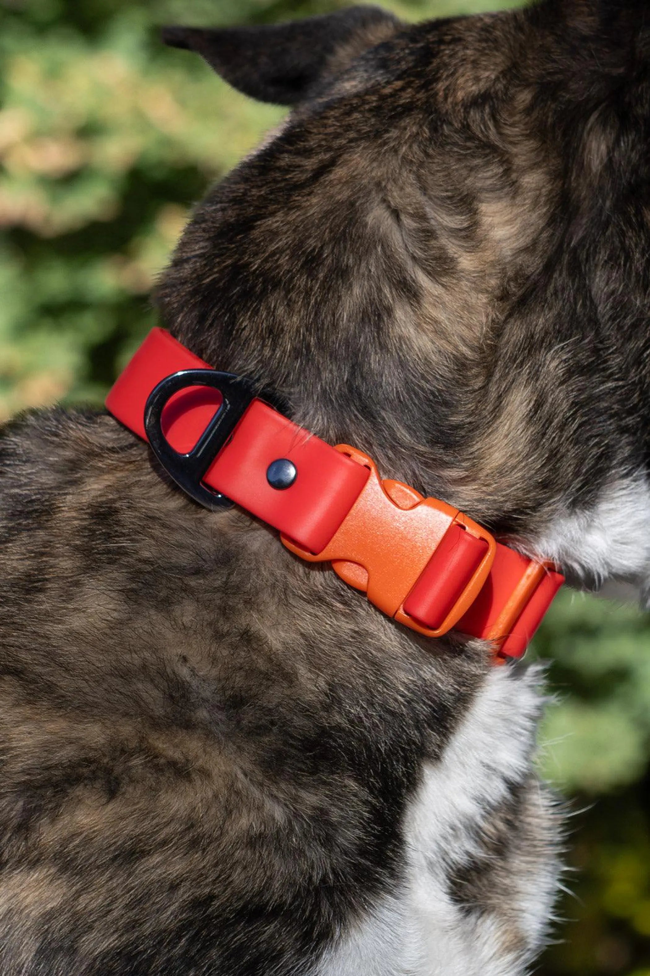 All-Weather Collar