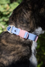 All-Weather Collar
