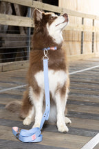 All-Weather Collar