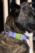 All-Weather Collar