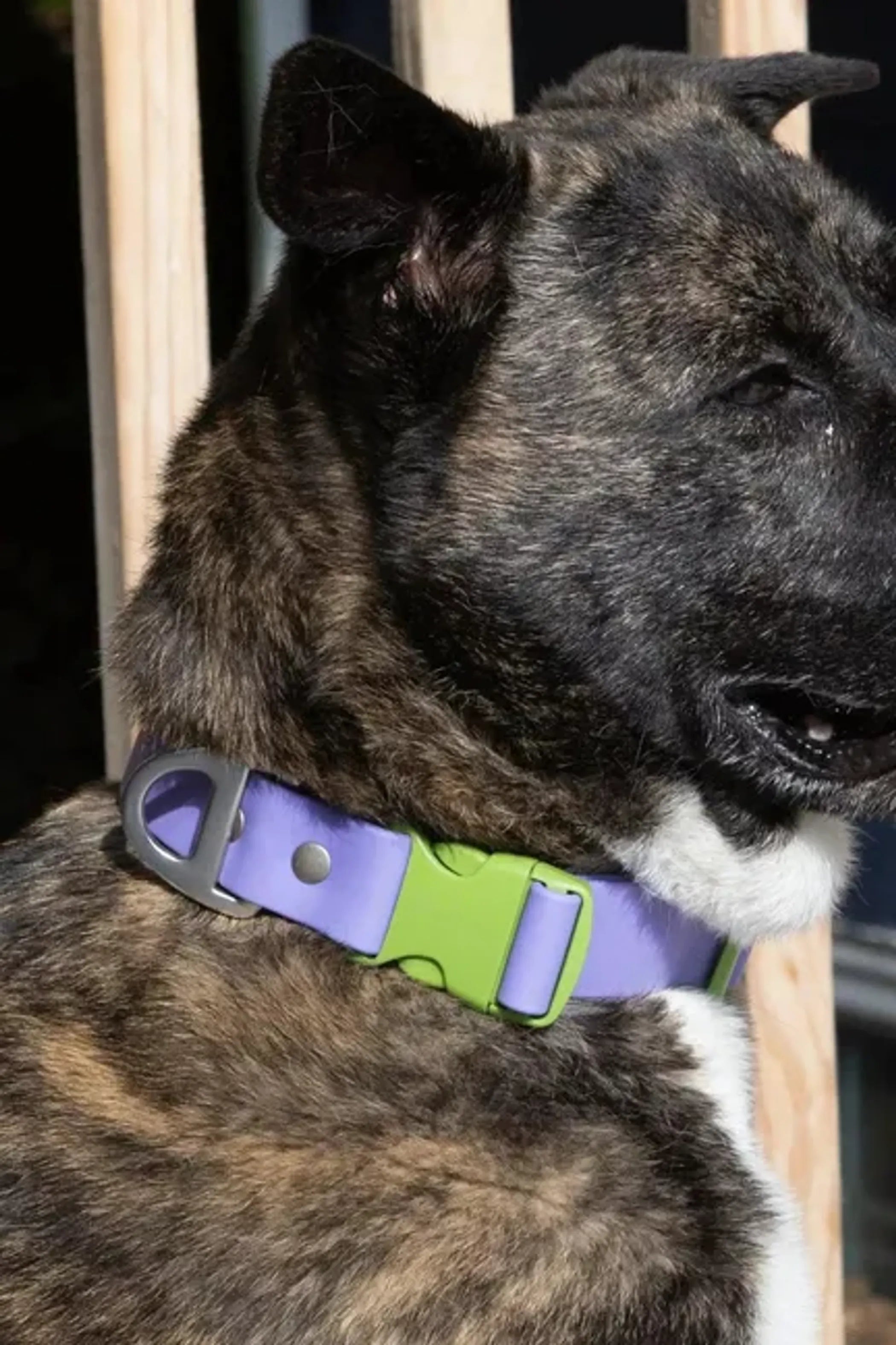 All-Weather Collar