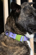 All-Weather Collar