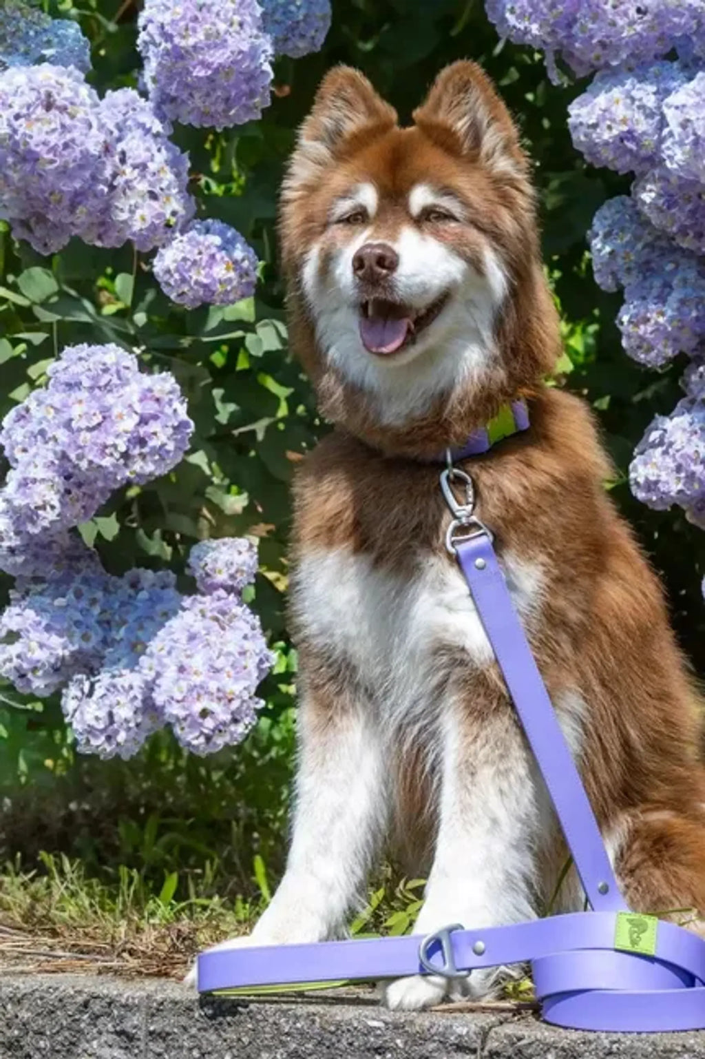 All-Weather Collar