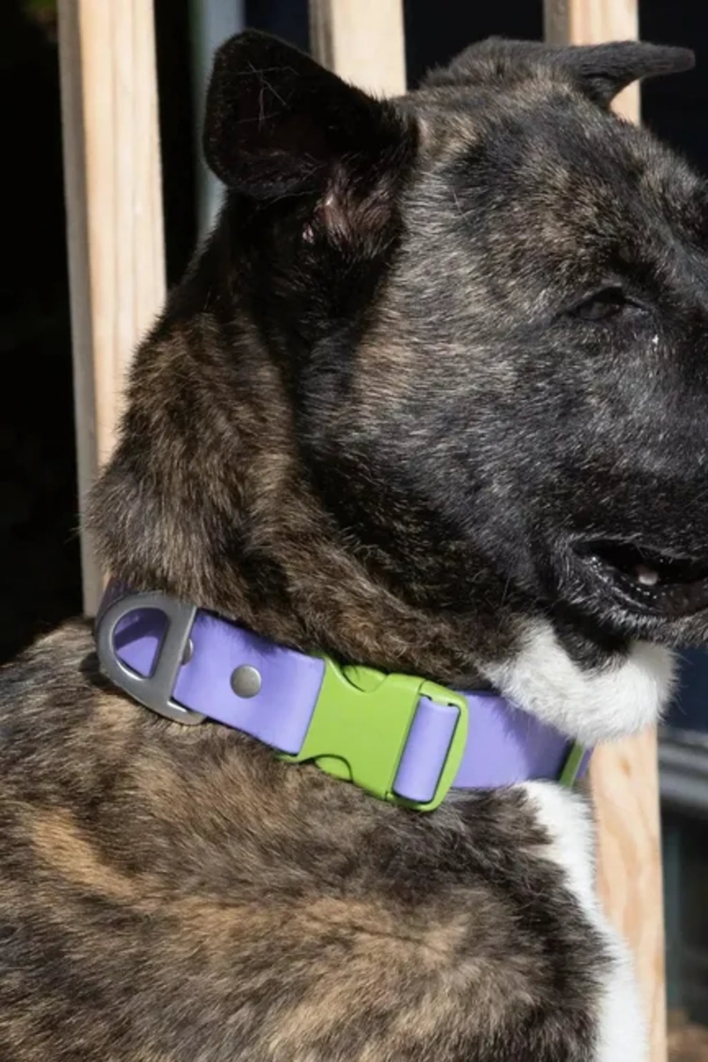 All-Weather Collar