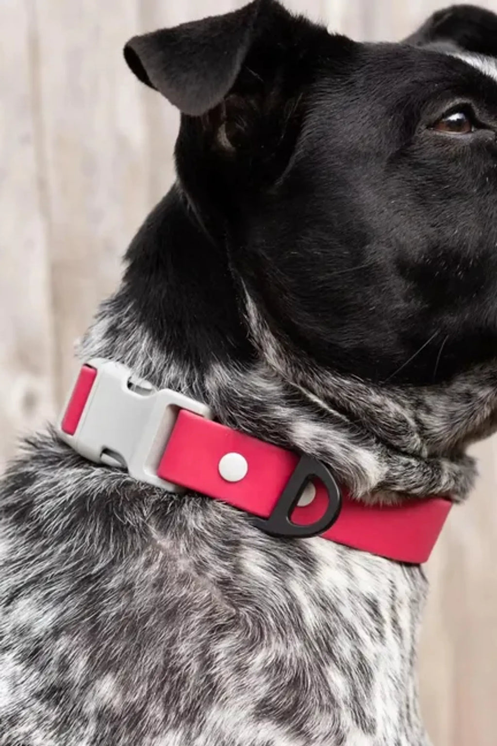 All-Weather Collar