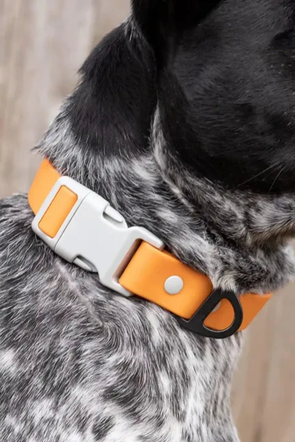 All-Weather Collar