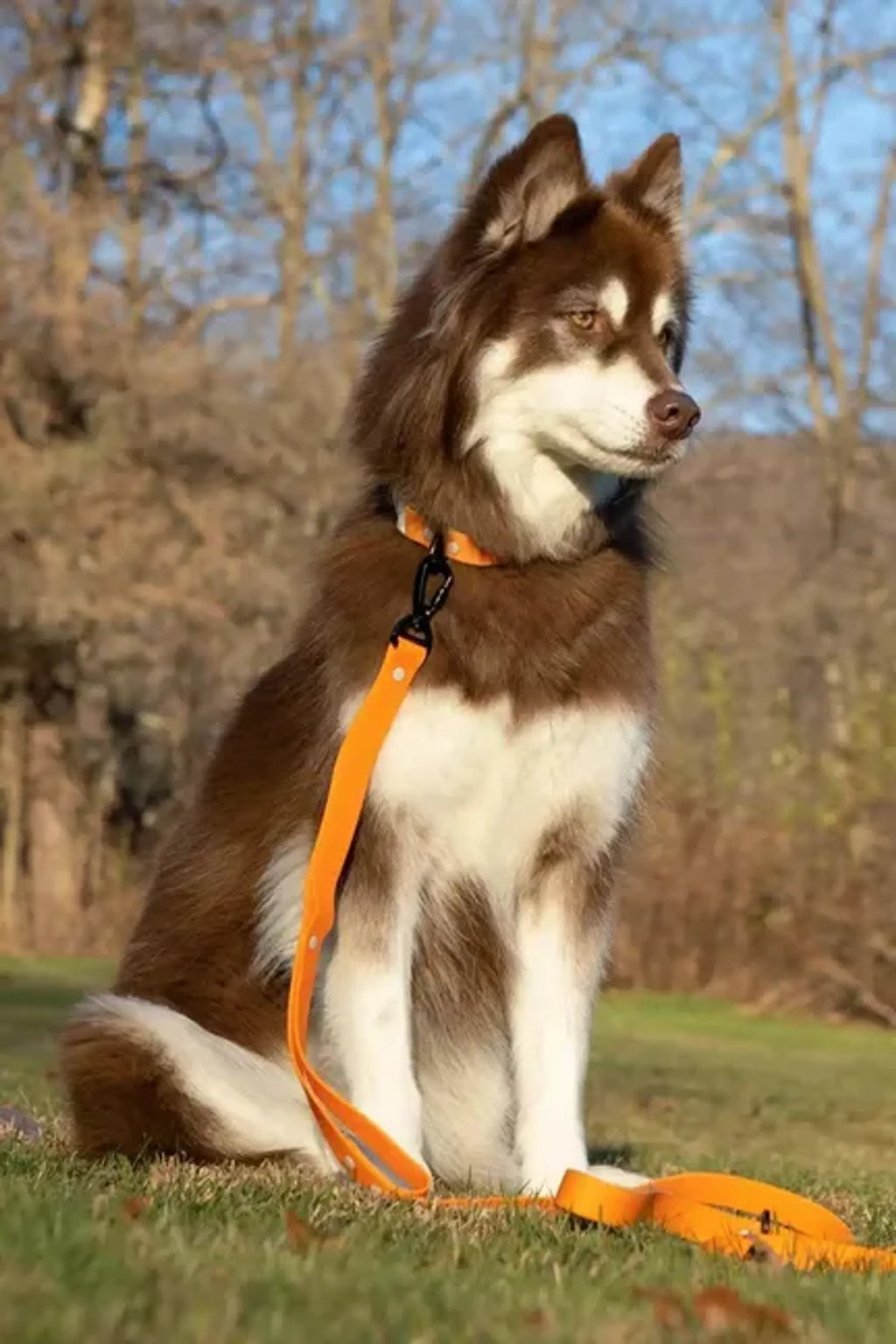 All-Weather Collar