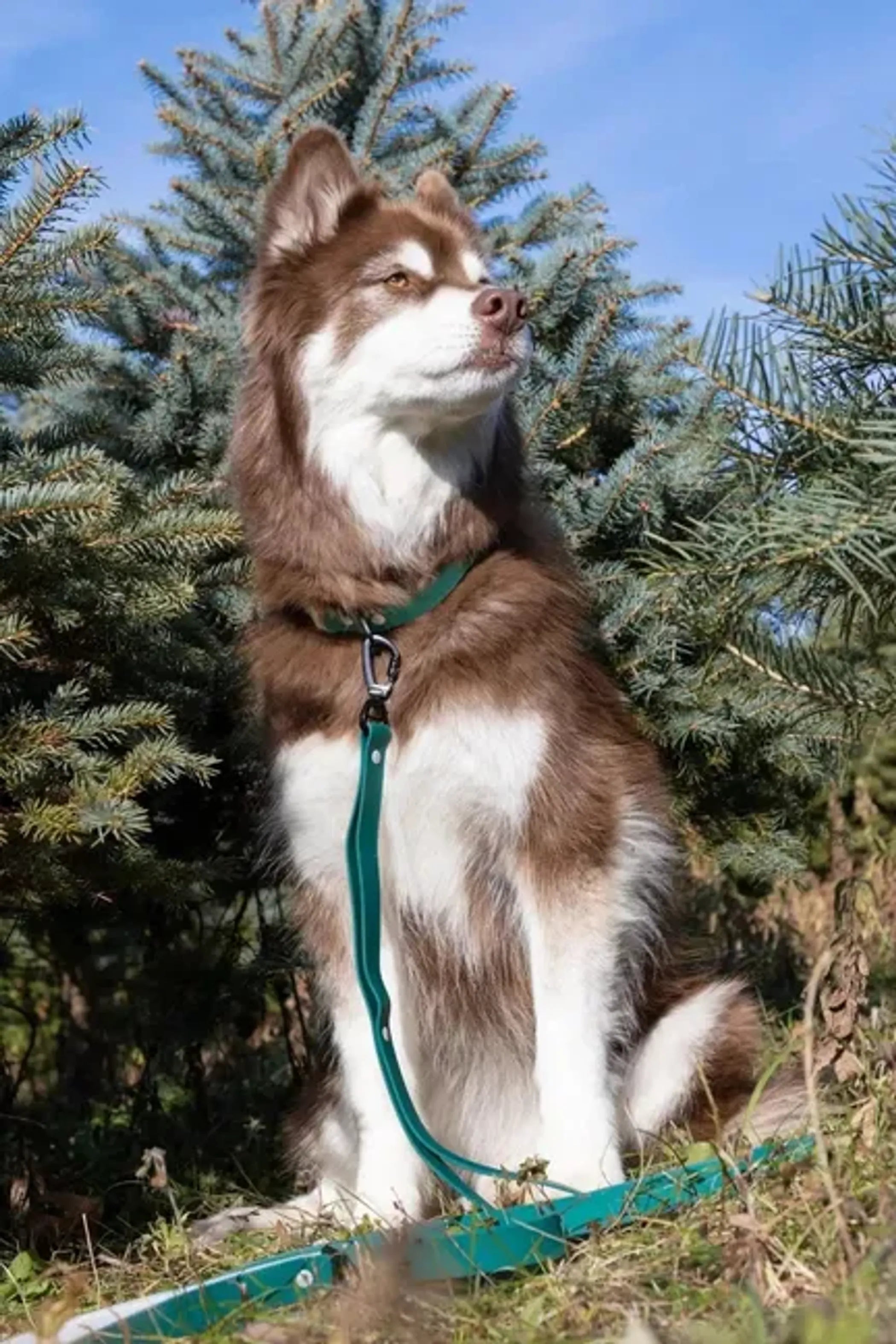 All-Weather Collar