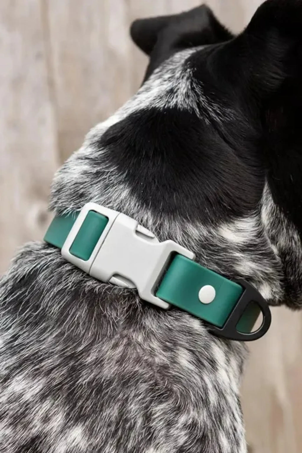 All-Weather Collar