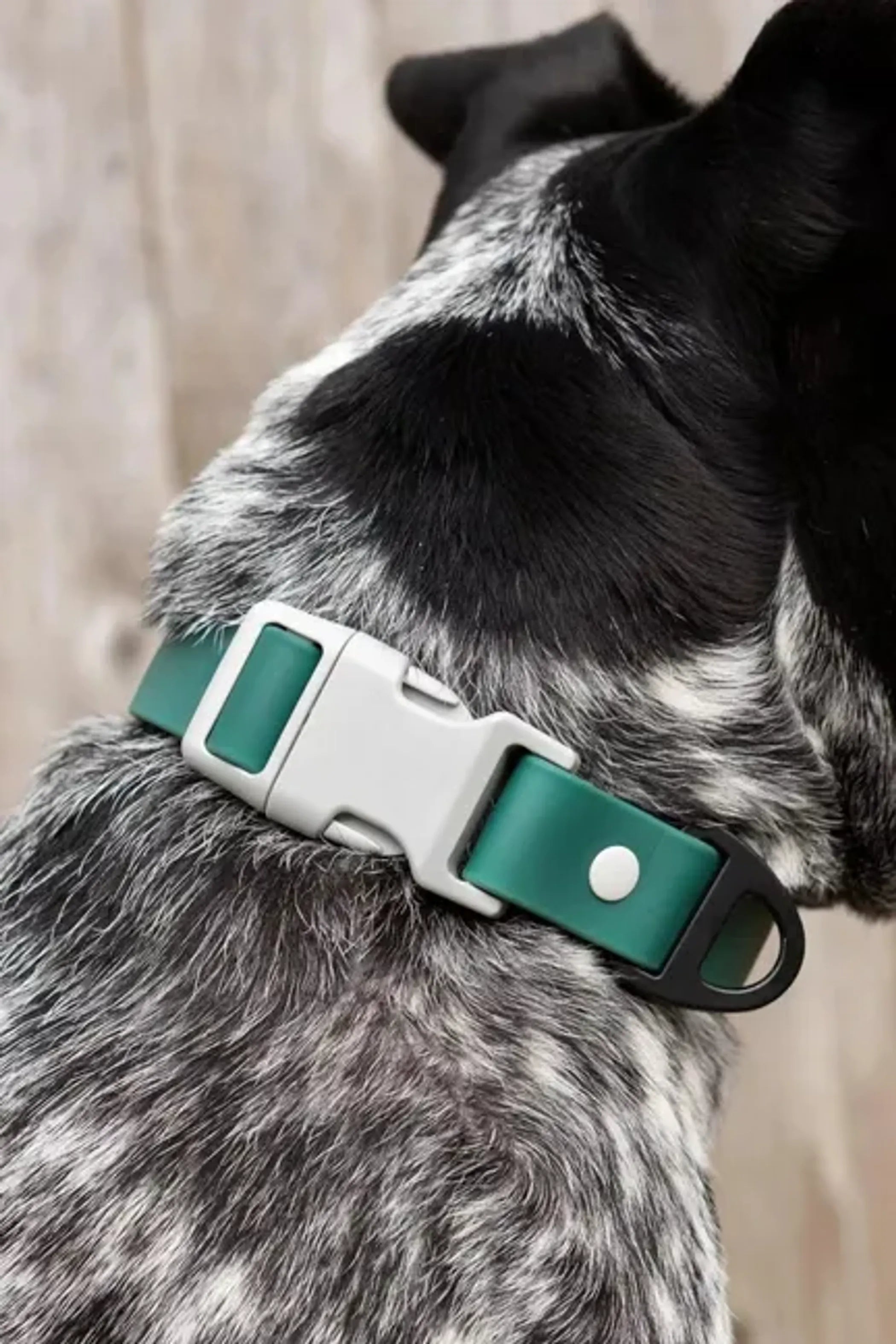 All-Weather Collar