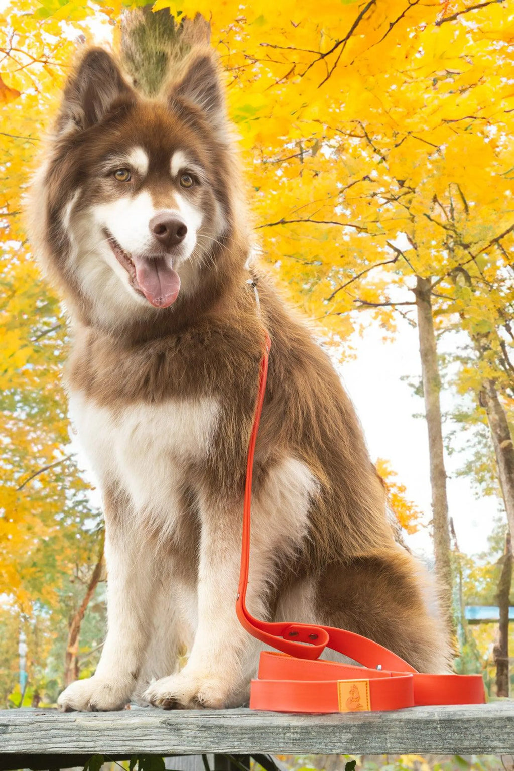 All-Weather Collar Lead