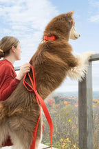 All-Weather Collar Lead