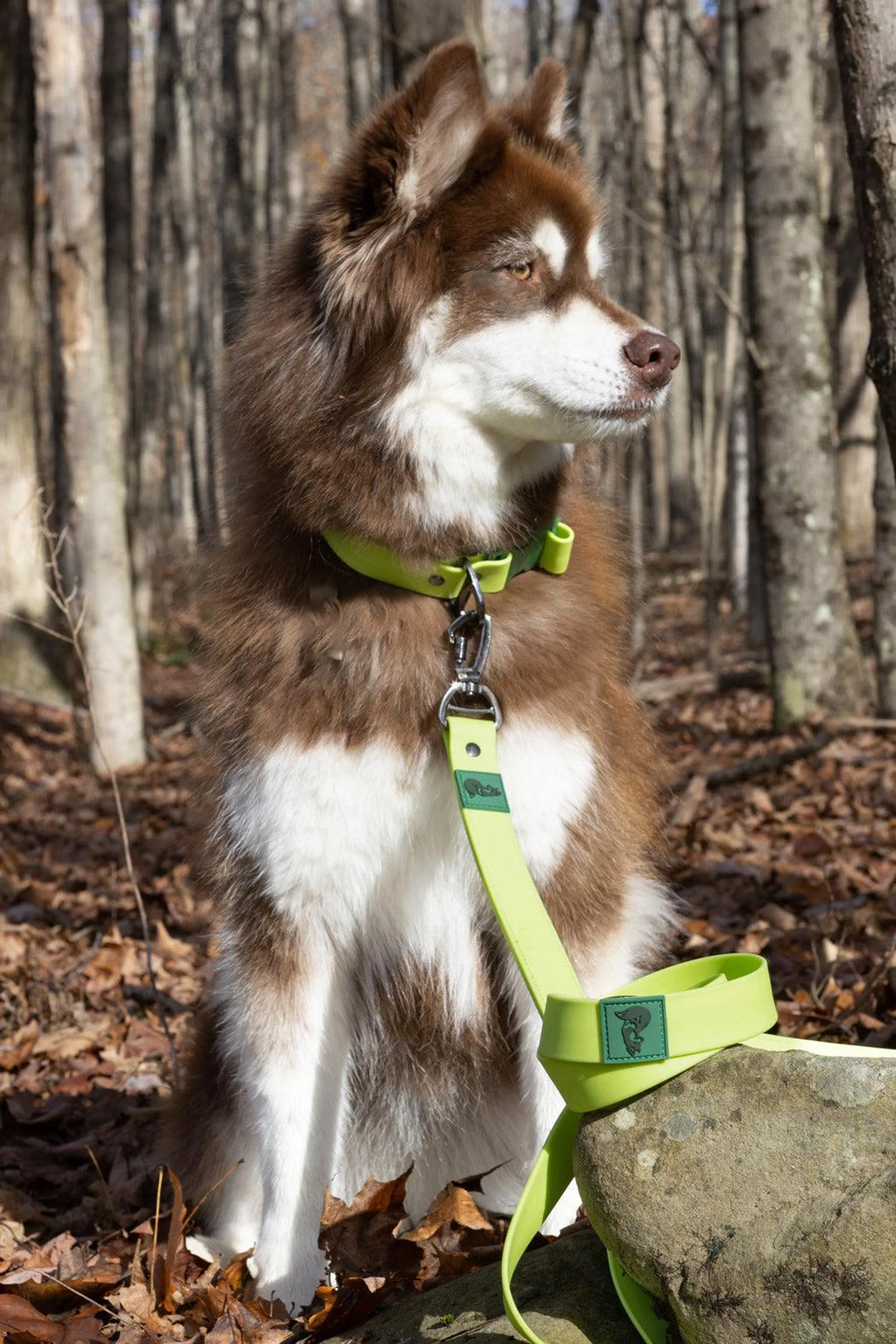 All-Weather Collar Lead