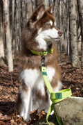All-Weather Collar Lead