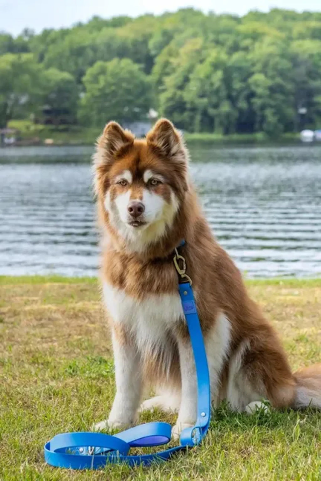 All-Weather Collar Lead