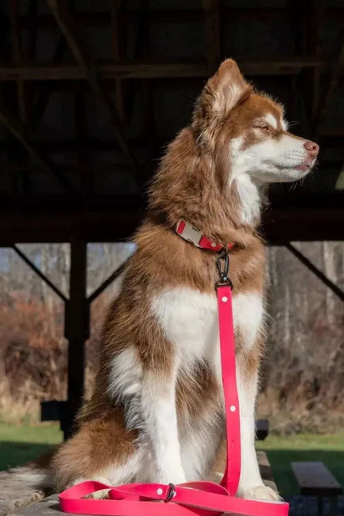 All-Weather Collar Lead