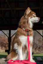 All-Weather Collar Lead