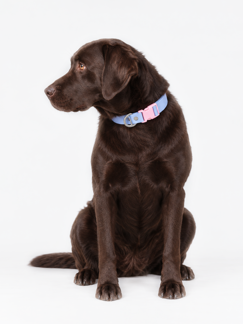 All-Weather Collar