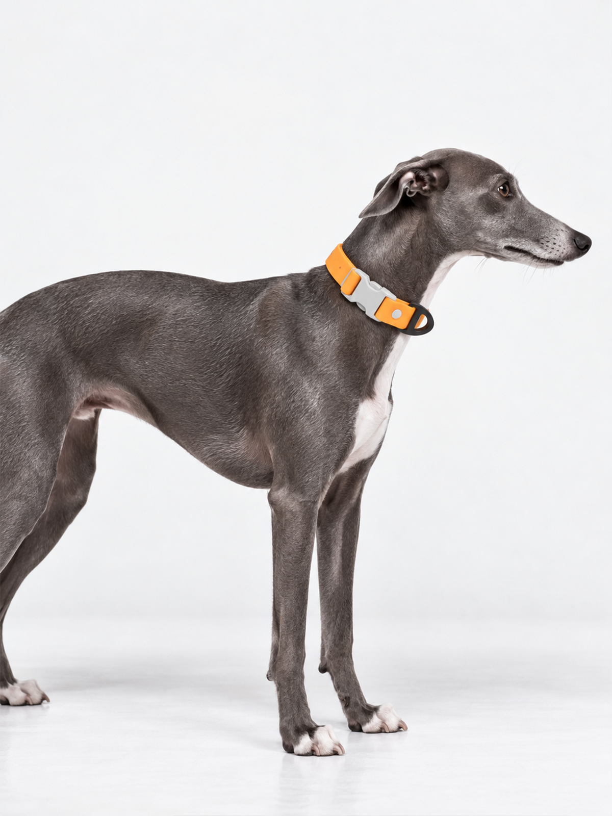 All-Weather Collar