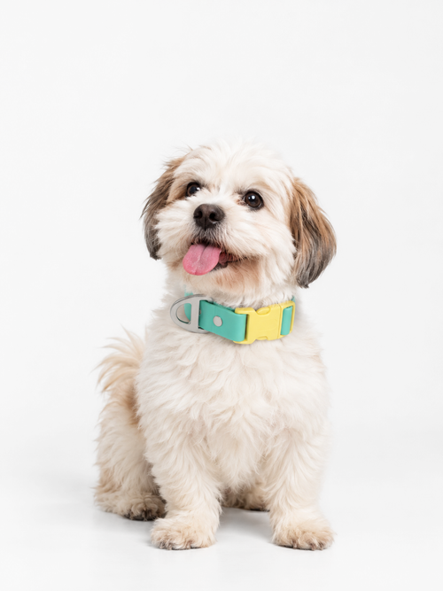 All-Weather Collar